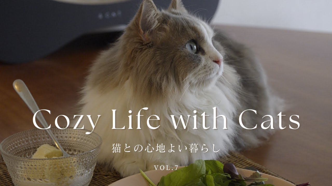 猫との心地よい暮らし | 40代 予定がない休日に家事をしながら猫とゆっくり過ごす