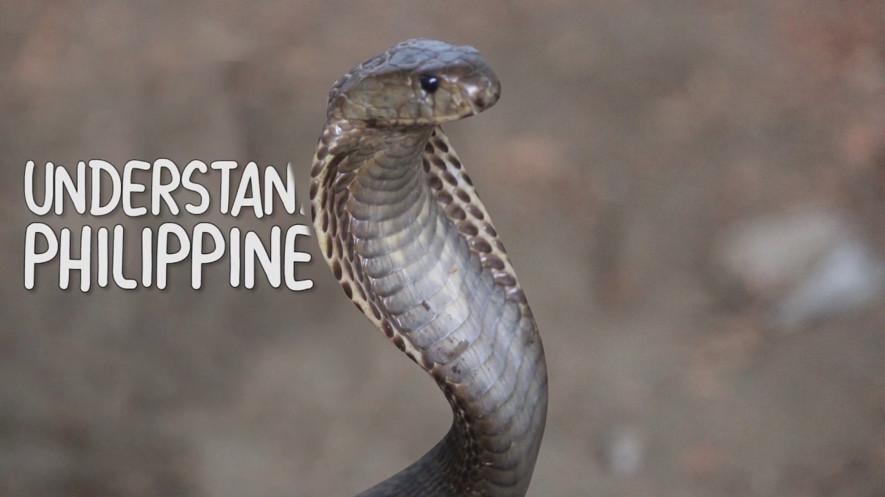 Philippine Cobra (1/3) - Understanding the Naja Philippinensis