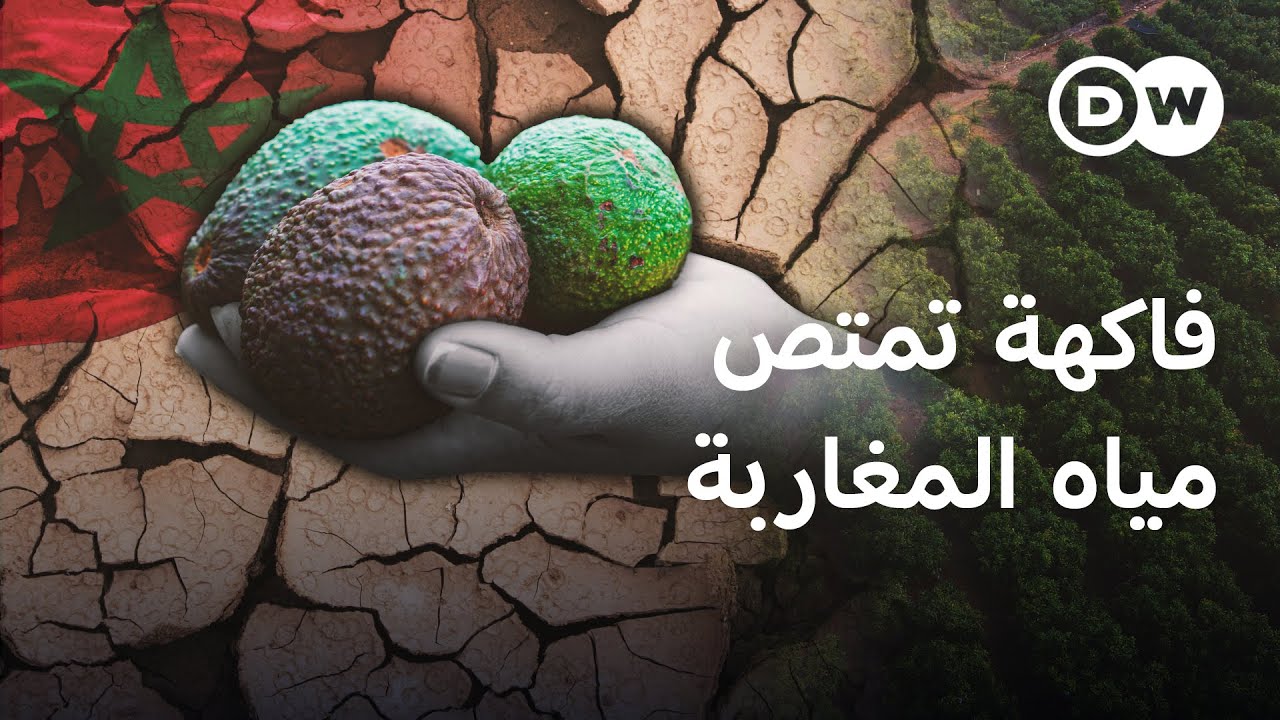 ذهب أخضر أم كارثة.. هل تُروى الأفوكادو في المغرب على حساب العطشى؟