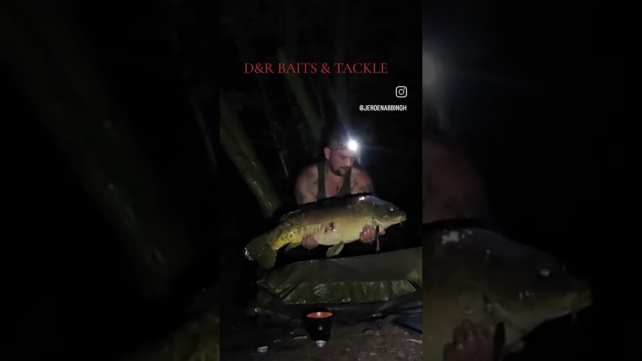 #mirrorcarp #nightshift #catchandrelease #carpangling #karpervissen #karpfenangeln #spiegelkarper
