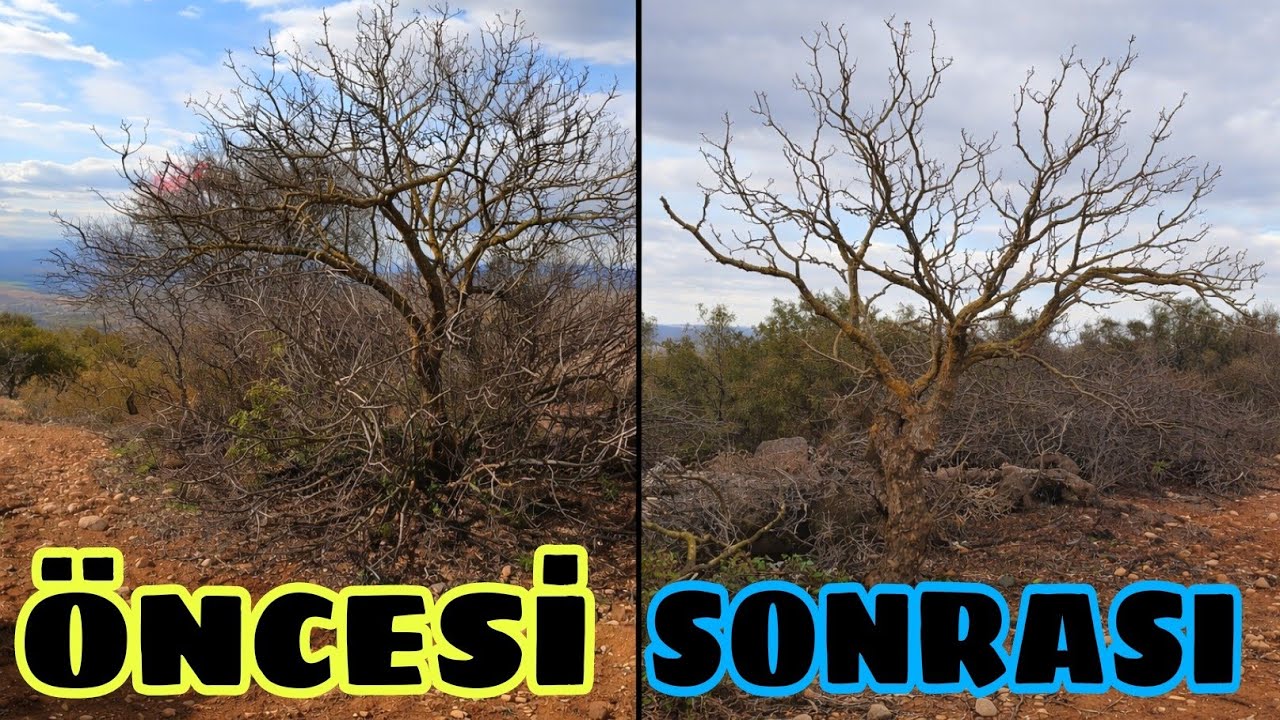 YILLARDIR BUDANMAYAN ANTEP FISTIĞINI BUDADIM...