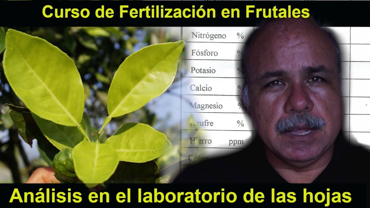 Cómo interpretar un análisis foliar de laboratorio con fines de fertilización de cultivos