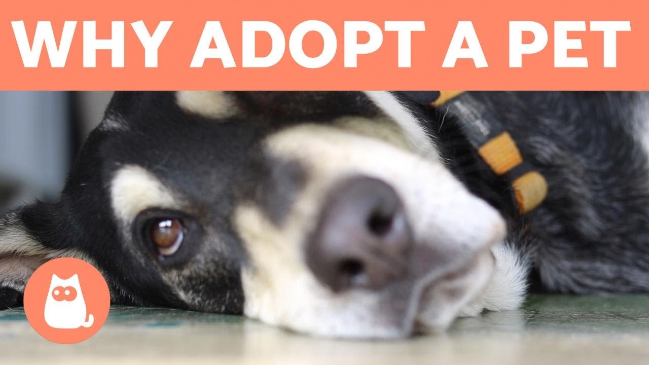 Why to Adopt a Pet and Not Buy 💖 5 REASONS