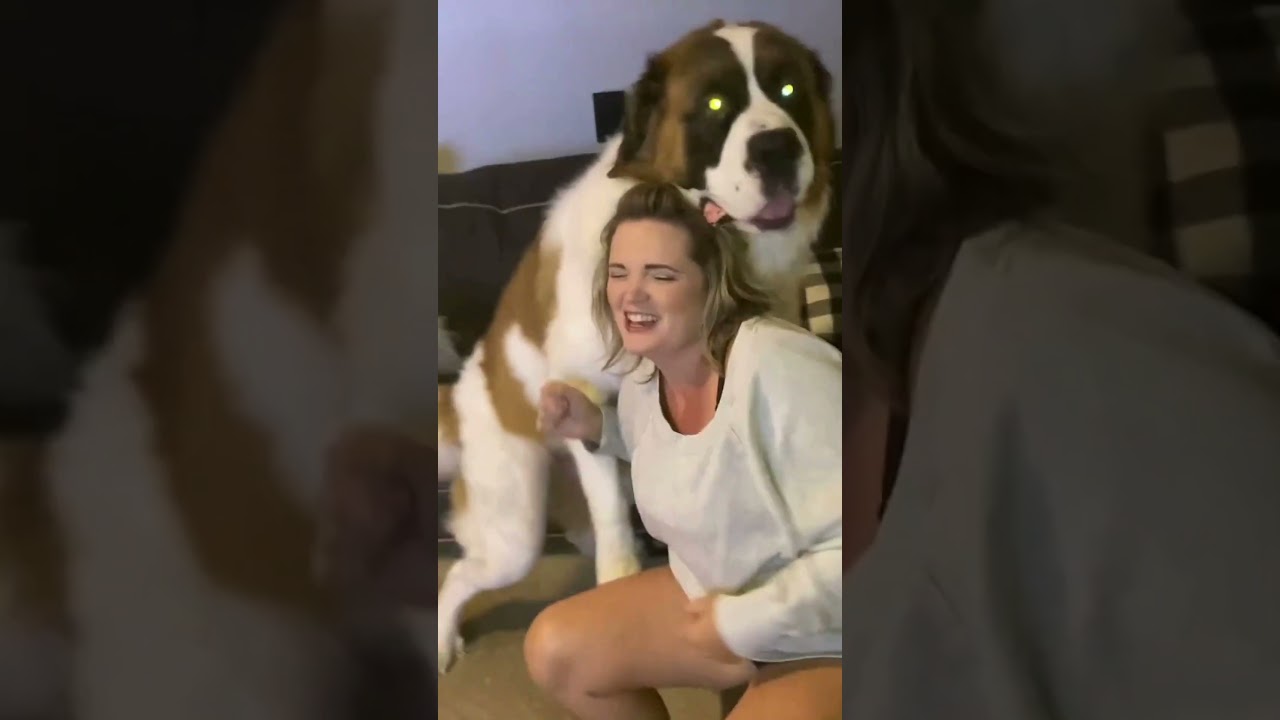 Viral Dog Video 2.0: Funniest Saint Bernard Moment Ever! #funnydogvideos #shorts #trynottolaugh