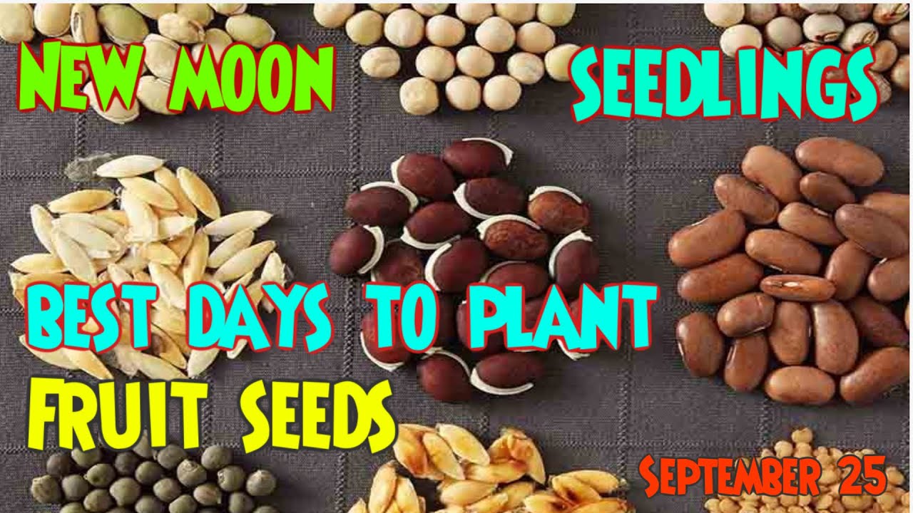 September see germination date's