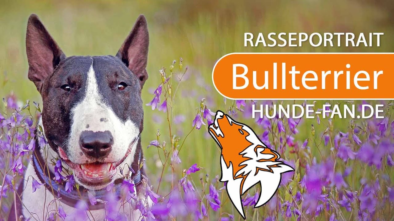 ► Bullterrier [2018] Rasse, Aussehen & Charakter