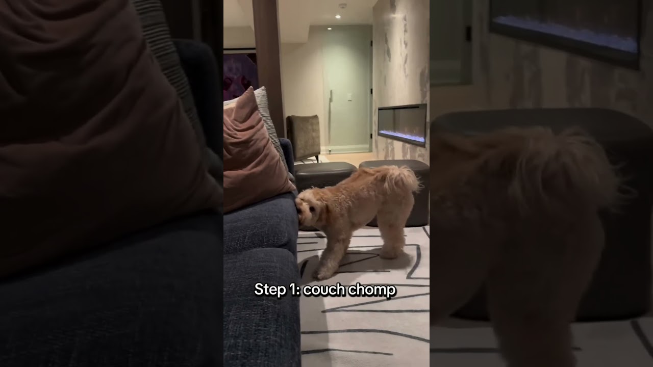 Это не официальное название 😳 #shortsdog #skitscomedy #funnydogs #doodlelove