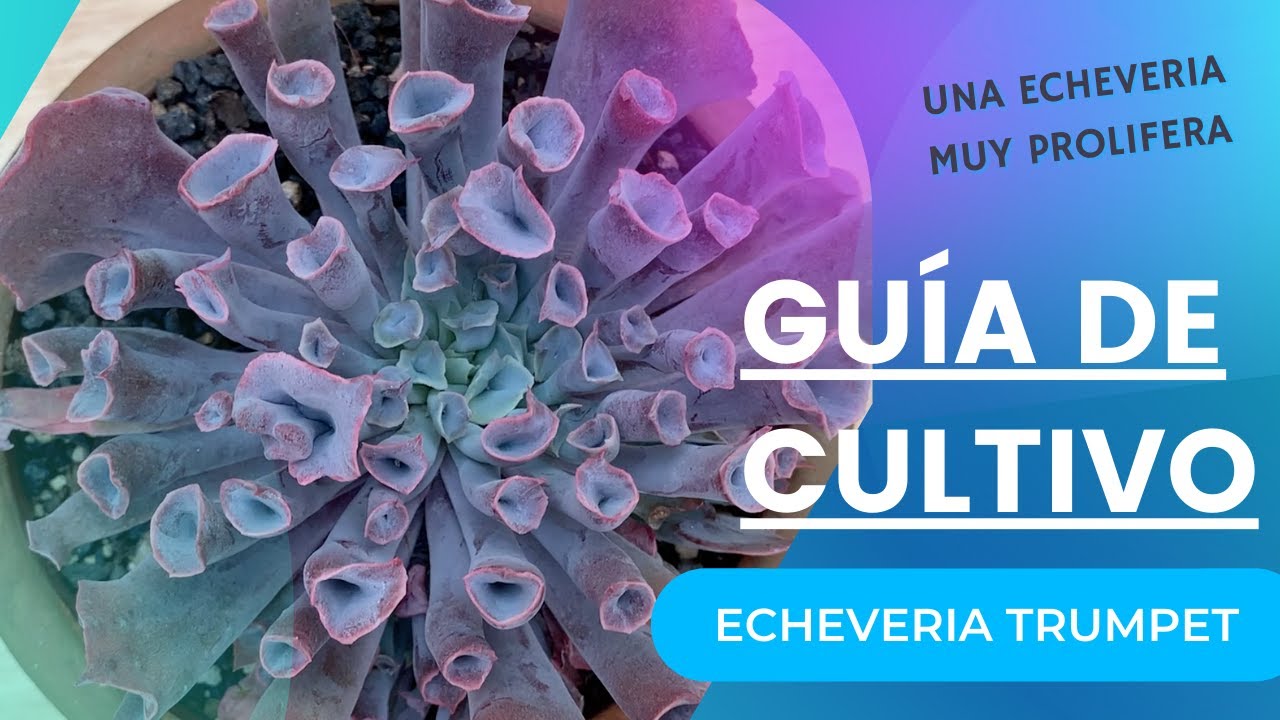 Una Echeveria de formas increíbles y muy prolifera. Echeveria trumpet