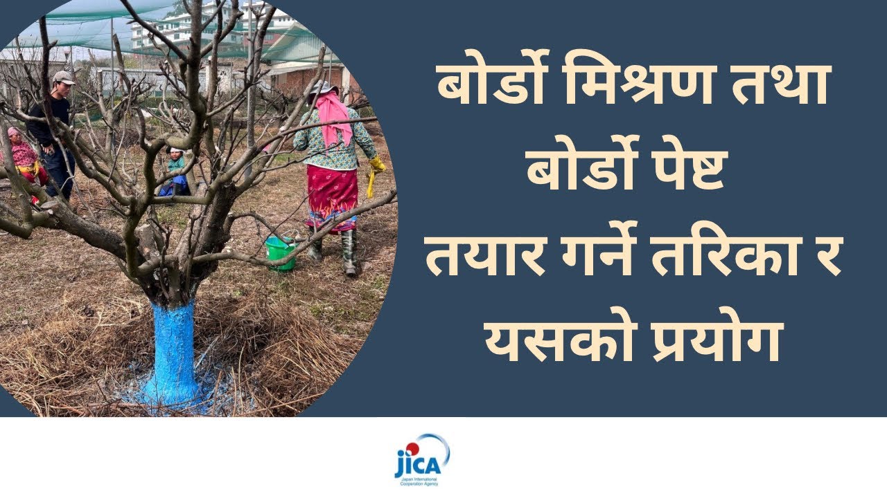 बोर्डो मिश्रण तथा बोर्डो पेष्ट तयार गर्ने तरिका र यसको प्रयोग