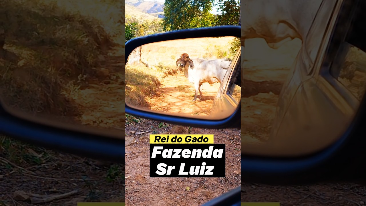 Rei do Gado fazenda🐂 Sr Luiz#minasgerais #amigos #reelsviral #family #agro #rural #sitio #ro&ccedil;a #boi