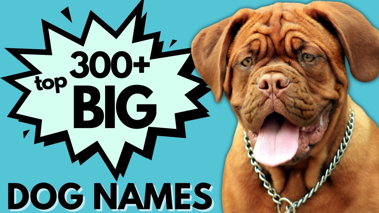 Top 300 Best BIG DOG Names | Boy & Girl Dog Names | Unique and Rare Big Dog Names