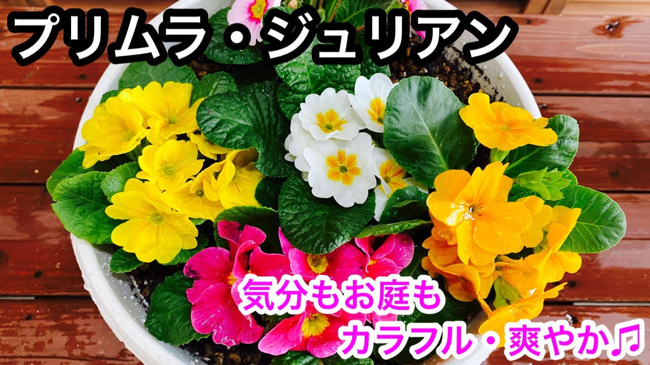 『失敗しない❣️』プリムラ・ジュリアン🌸お庭が明るくカラフルに🌱