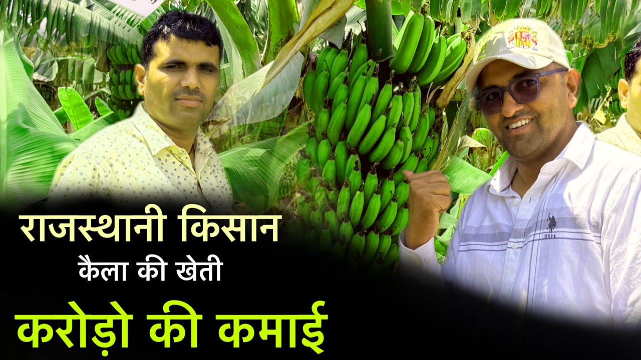 राजस्थानी किसान केले की खेती करके करोड़ो की करता कमाई || Rajasthani Farmers doing Banana Farming