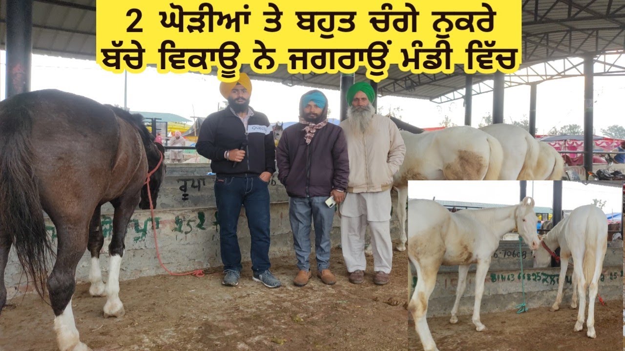 2 Mare and Good Quality Nukra Colt and Filly For Sale in ! Jagraon Mandi 2022