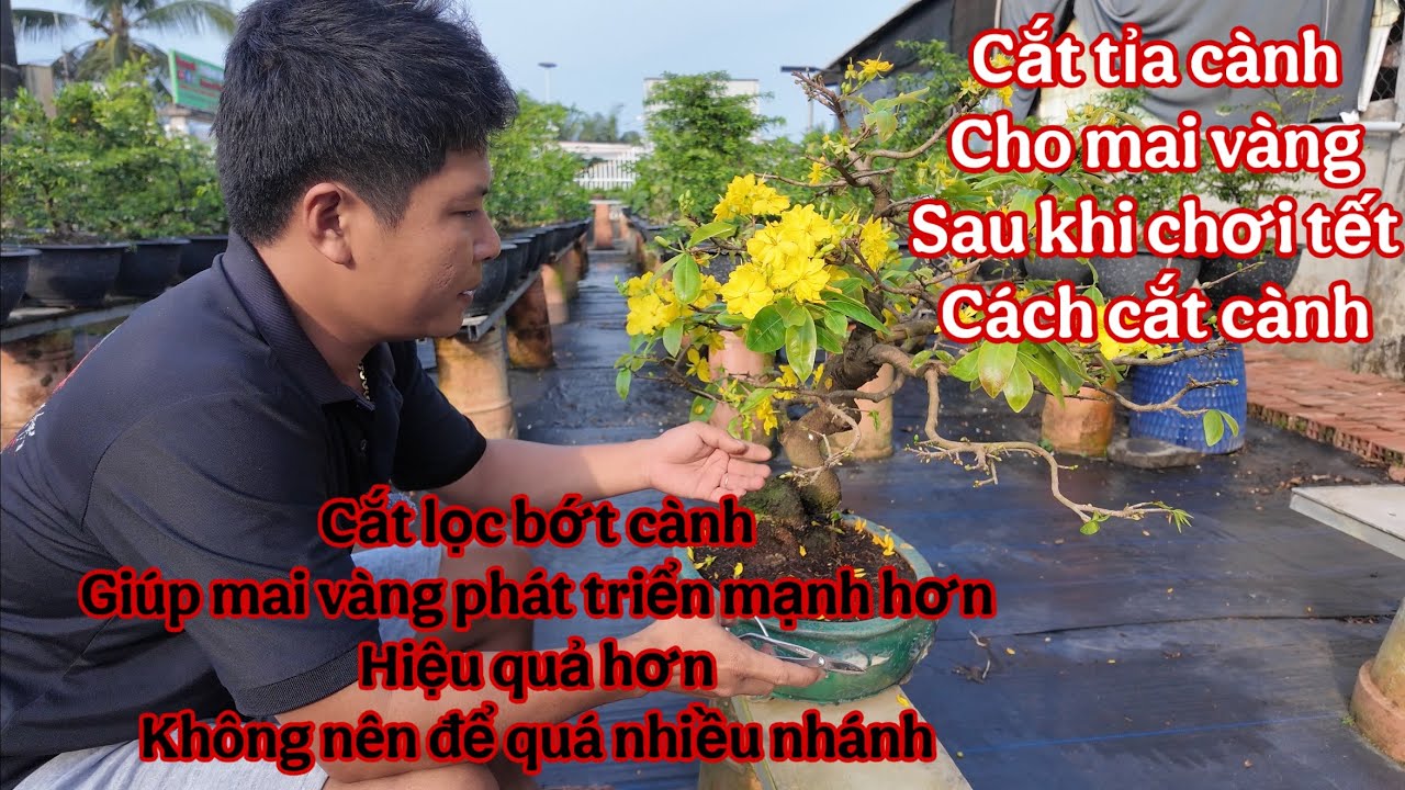 cắt tỉa cành mai vàng sau khi chơi tết ( cách cắt tỉa cành mai vàng để nuôi cho năm  sau )