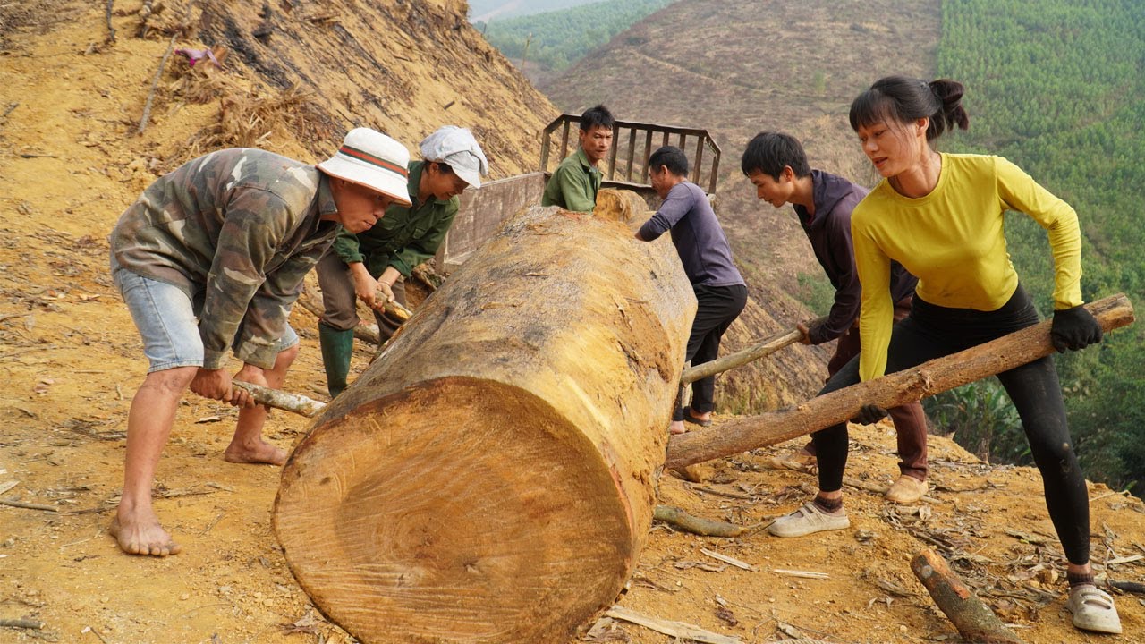 Harvesting largest tree in the forest and transported by 4 wheel truck to sawn into planks