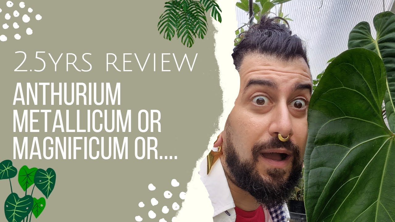 Anthurium mettalicum Review | 2.5 Yrs Later | Is it A. mettalicum? or is it A. magnificum?🌱