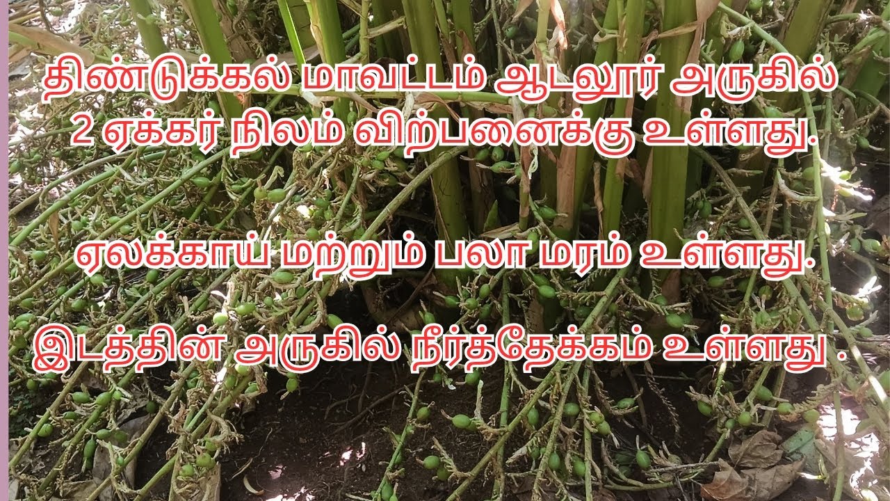 திண்டுக்கல் மாவட்டம் ஆடலூர் அருகில் 2 ஏக்கர் நிலம் விற்பனைக்கு உள்ளது.8012932920 ,8248086875