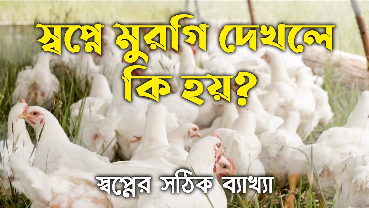 স্বপ্নে মুরগি দেখলে কি হয় | swapne murgi dekhle ki hoy | Swapner Bekkha | dream explanation |swapno