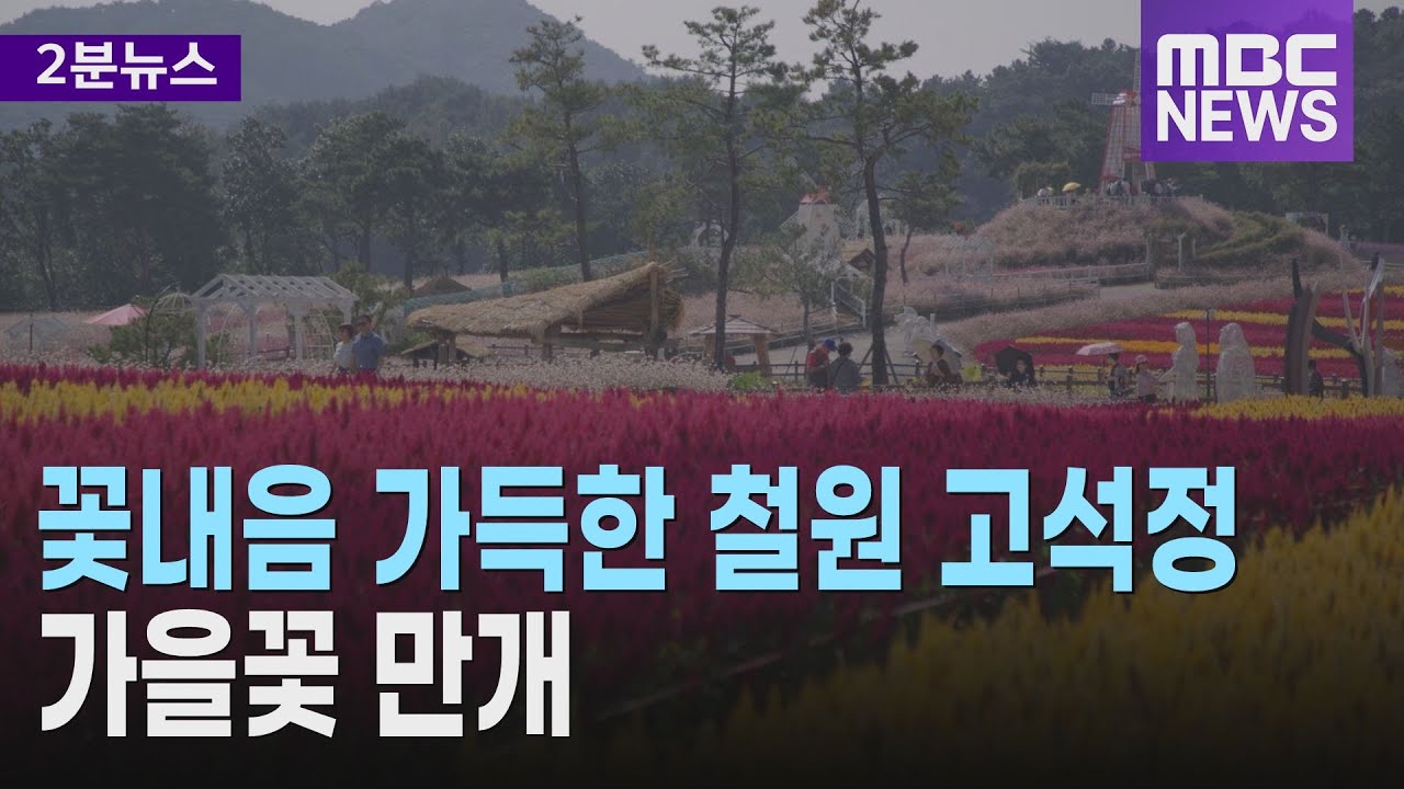 꽃내음 가득한 철원 고석정.. 가을꽃 만개