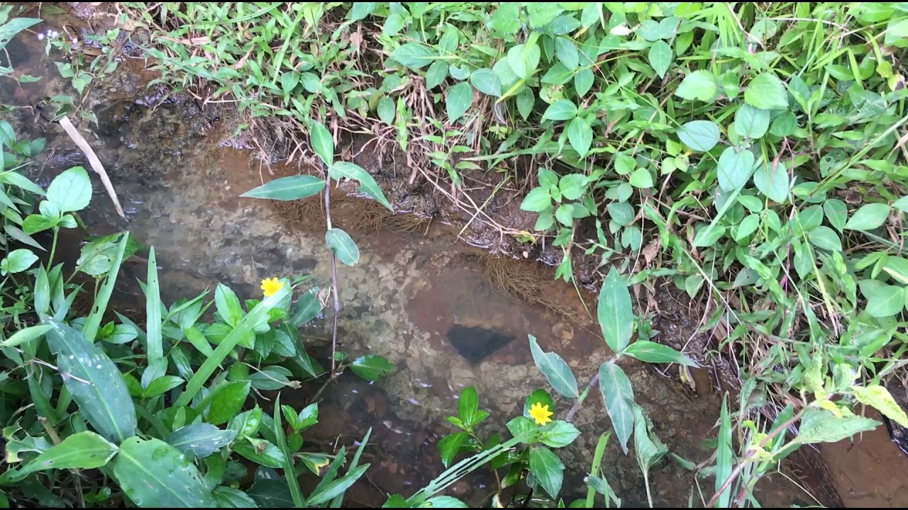 Barred Loach (Nemacheilus fasciatus) in the wild (Java, 2019)