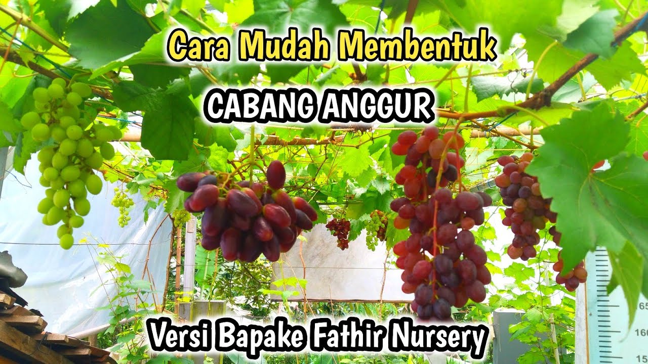 100% Ilmu Anggur Untuk Pemula‼️Cara Mudah Bentuk Cabang Anggur Anti Ribet✅