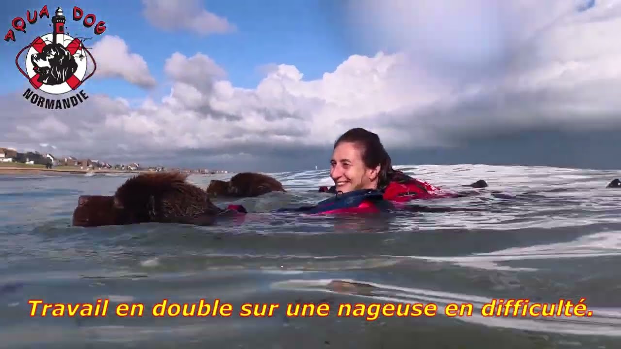 Entraînement du 21 septembre #chien#newfoundland#sauvetage#ocean#rescue#Terre-Neuve#mer