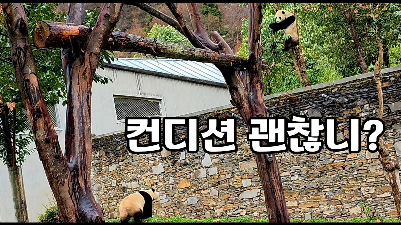 26.3.9 오전1 푸바오 이뻐이뻐 한국말에 고개를 쏙~ 슈양과 모닝 담소나누는 푸야~♡