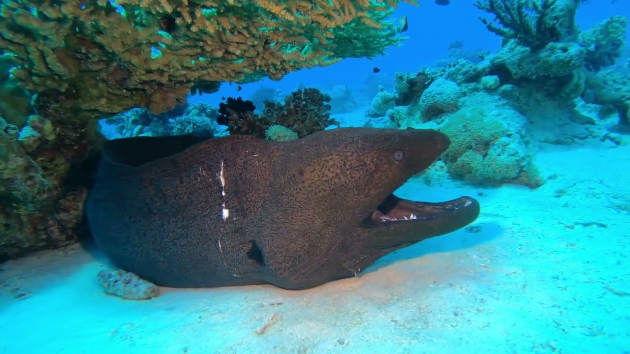 HURGHADA DIVING 2024