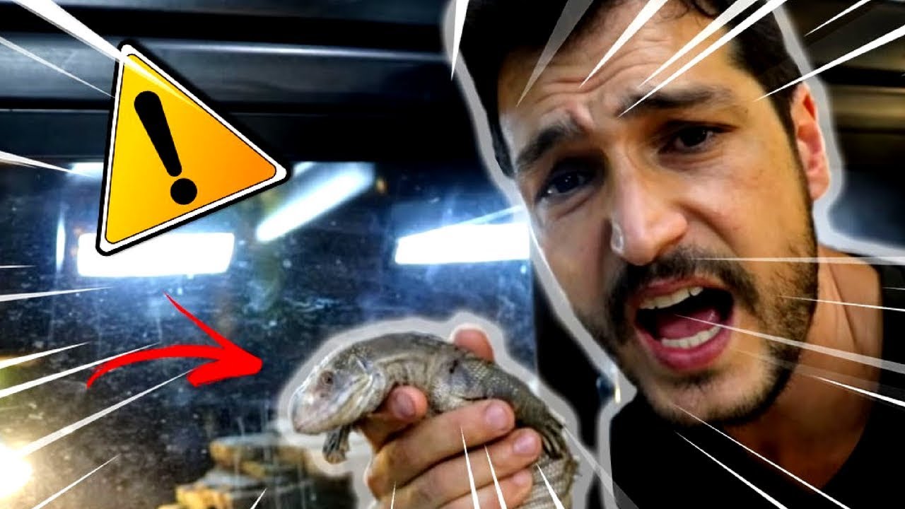 OS ANIMAIS EXÓTICOS MAIS PERIGOSOS DA LOJA !