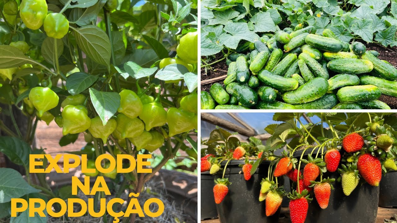 COMO CURTIR ESTERCO E UTILIZAR DA MANEIRA CORRETA NAS PLANTAS PARA TRIPLICAR A PRODUÇÃO. 