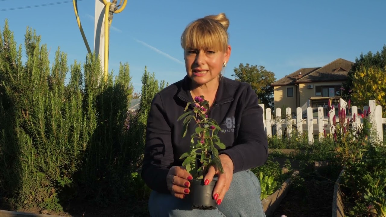 Gomfrena: cultivare, &icirc;ngrijire și plantare