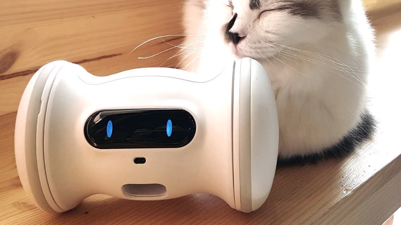 10 GENIALES INVENTOS PARA TU MASCOTA