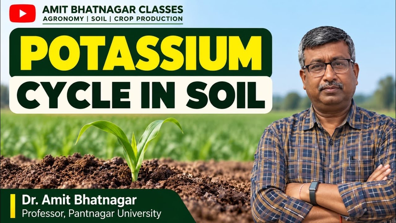 Potassium Cycle in Soil