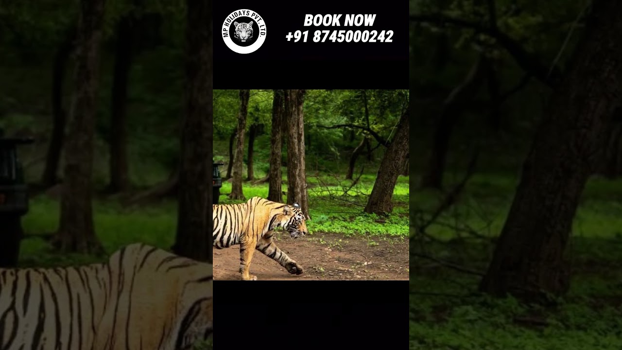 Sterling Padam Pench Review | Rooms, Pool & Tiger Safari Stay 🌿  #mpholidays #hotel