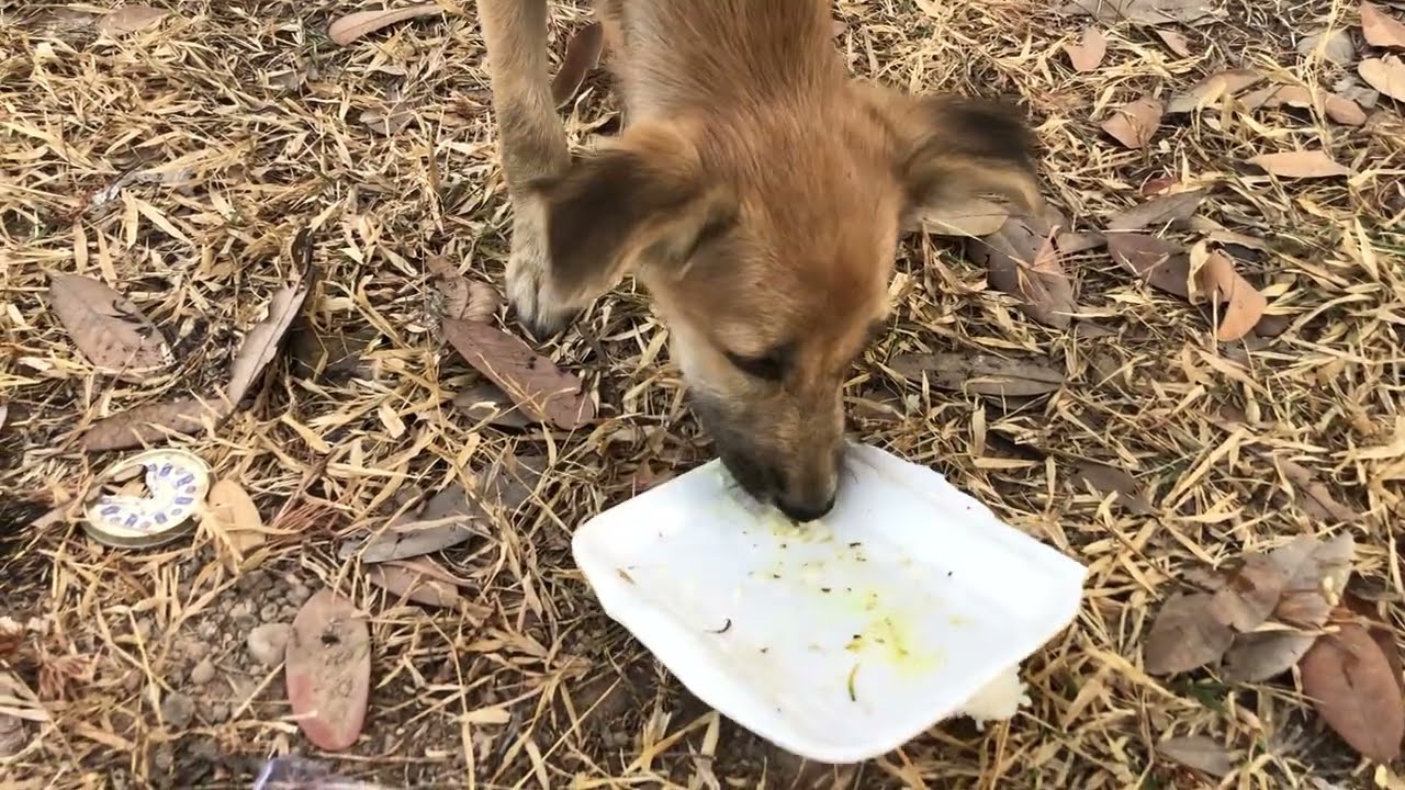 The Dogs Eat Food In The Forests 