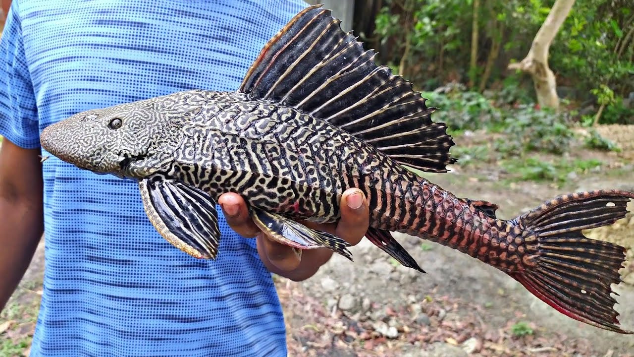 Helicopter fish cutting and cooking | Sucker fish | Suckermouth catfish | Crocodile fish |