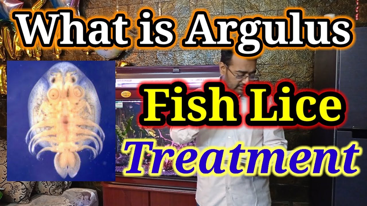 Fish Lice Treatment ( Argulus ) How to Remove Fish Lice, Medicine / Goldfish Lice Treatment