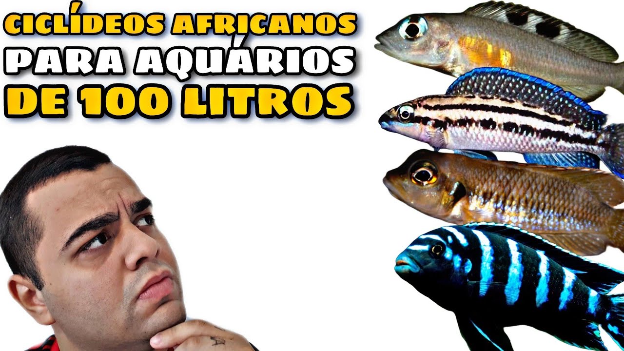CICLÍDEOS AFRICANOS PARA AQUÁRIOS DE 100L