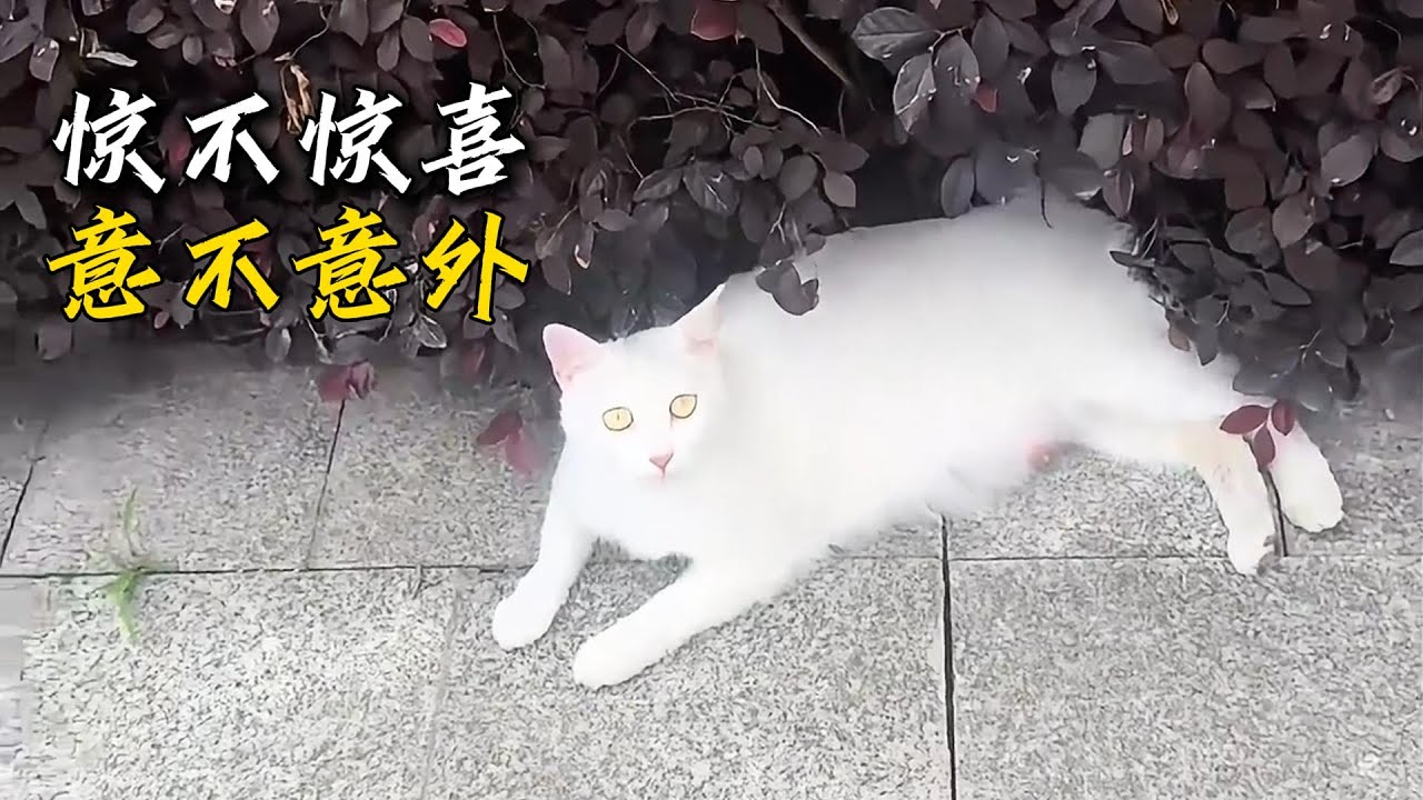 小哥出差回來收到一個大大的驚喜，經常投餵的流浪貓居然帶他去看孩子