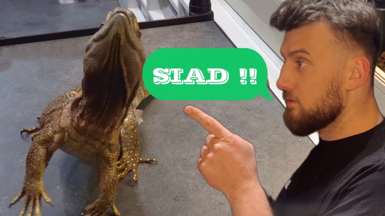WARAN JAK PIES‼️ PAJĄKI JAK WILKI‼️ ORAZ ...