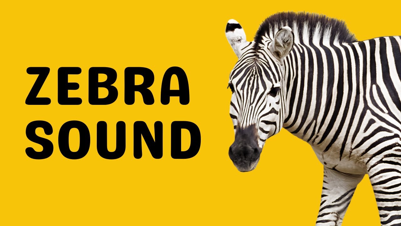 Zebra Sound | Bray