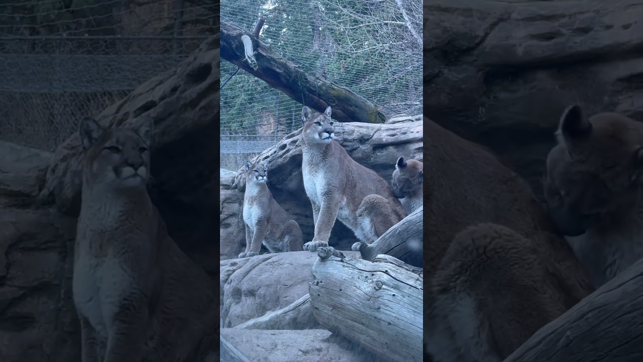 Mountain lions #lions #bigcats