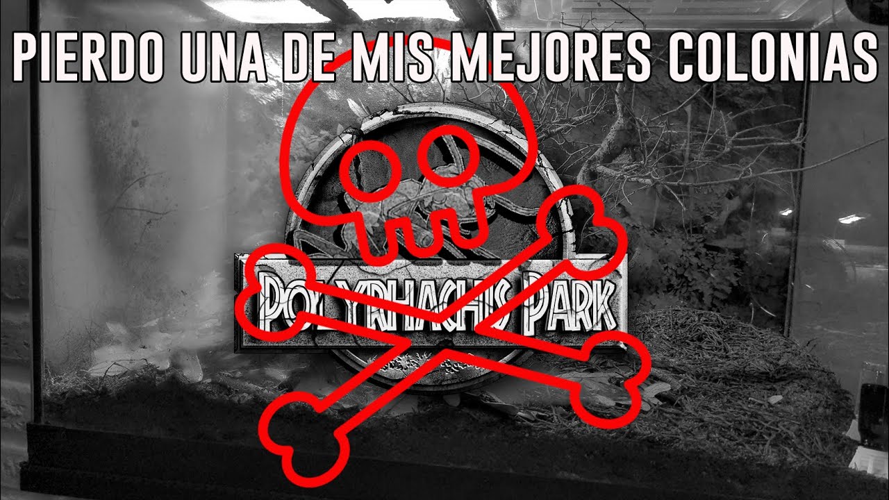 ANTenas || Pierdo una de mis mejores colonias :(