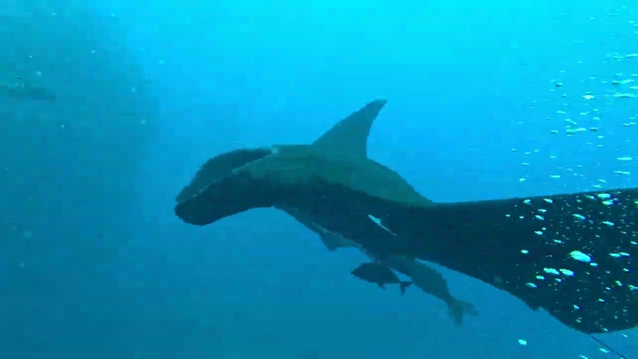 Manta with Remora. Socorro Island