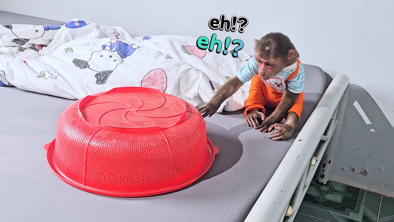 Secret Visitor! Monkey SU Find a Surprise Cute Pet at Home!