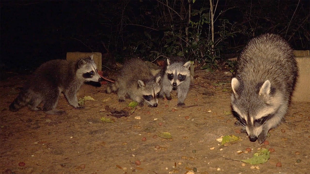 🦝 AWESOME RACCOON KIT SOUNDS! 🦝