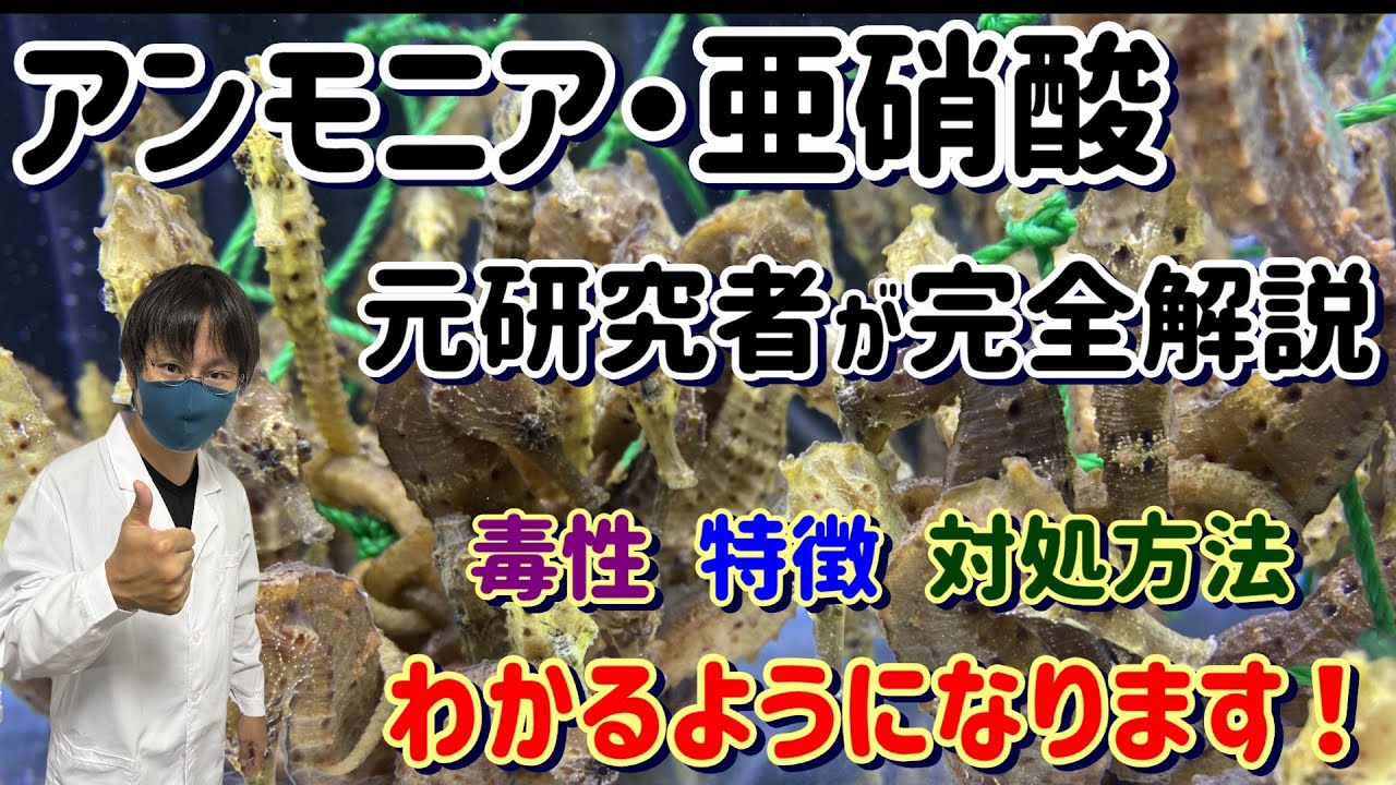 【アクアリウム】元研究者がアンモニア・亜硝酸について毒性や特徴、対処方法を詳しく解説します