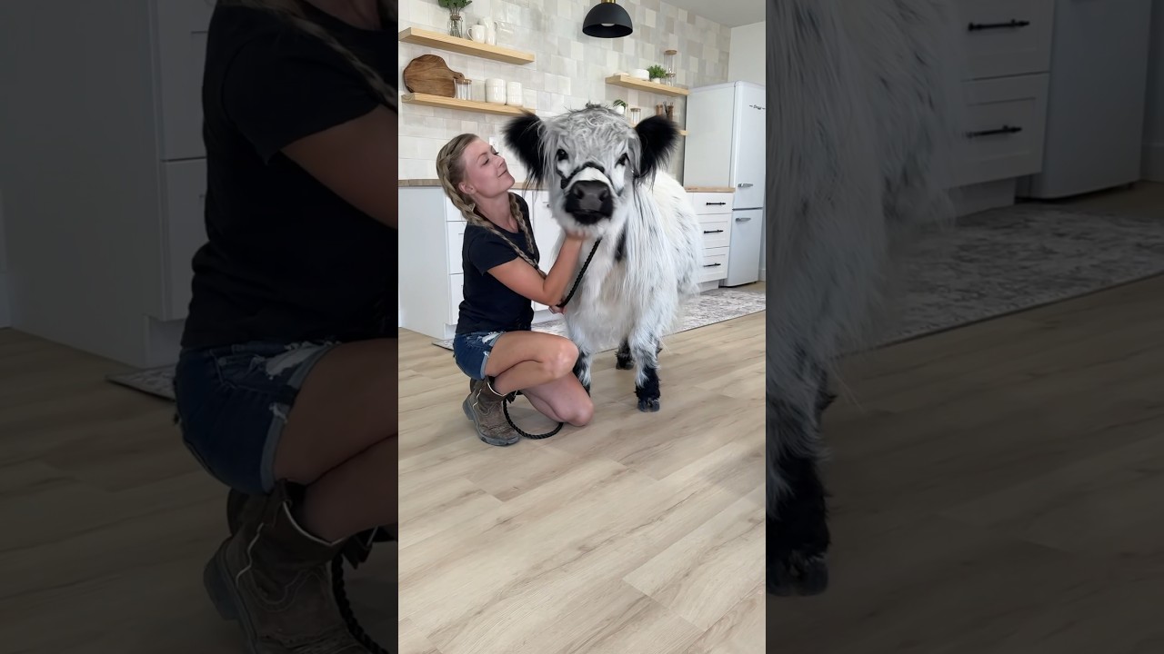 Giving My Cows a House Tour!