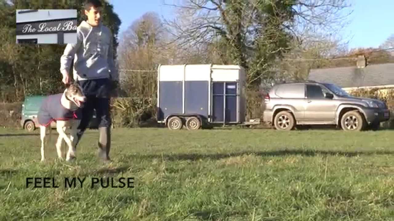 Boylesports Clonmel coursing derby preview 2015
